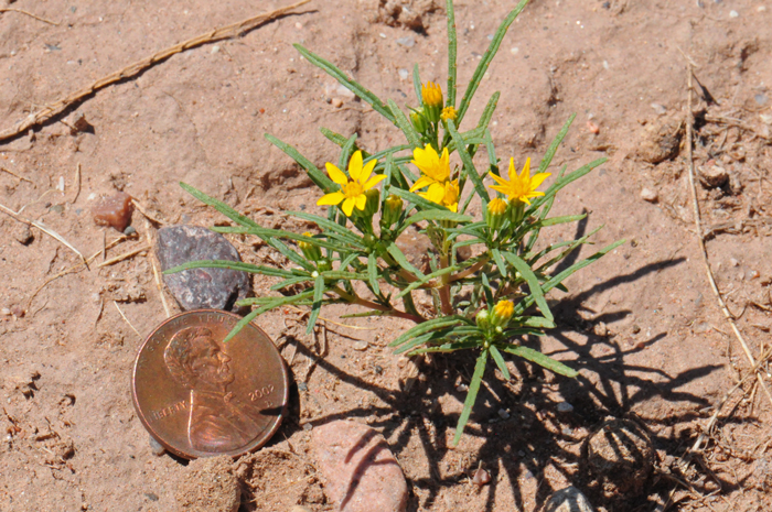 Manybristle Cinchweed prefers lower and upper dry rocky desert areas, mesas and sandy and gravelly areas. They are common along roadsides. Pectis papposa